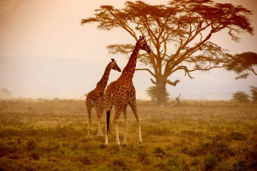 african sunshine