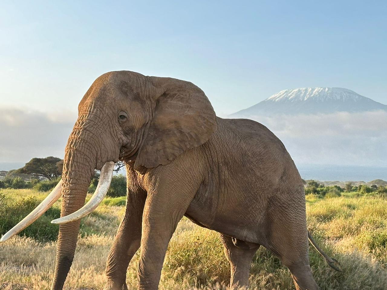 Amboseli Day Trip | Amboseli Climb Kilimanjaro