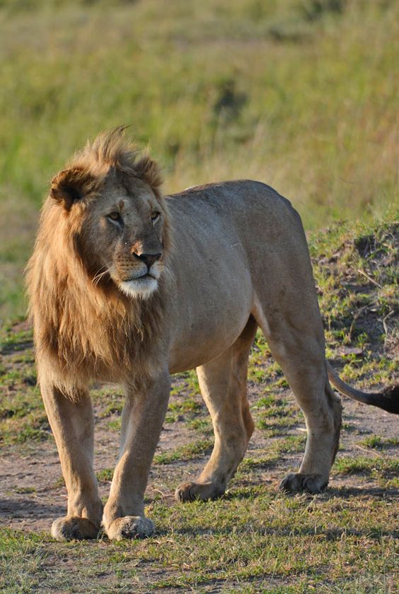 Kenya Safaris | Masai Mara & Lake Nakuru Safari