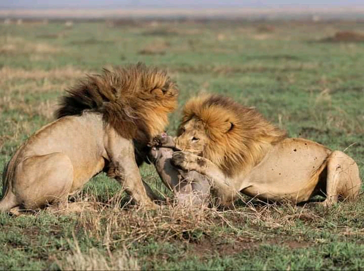 Daydream Safaris | Masai Mara Safari Package 3 Days 2 Nights