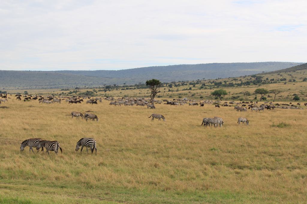 Daydream Safaris | Ol Pejeta, Lake Nakuru, Masai Mara Safaris Tours