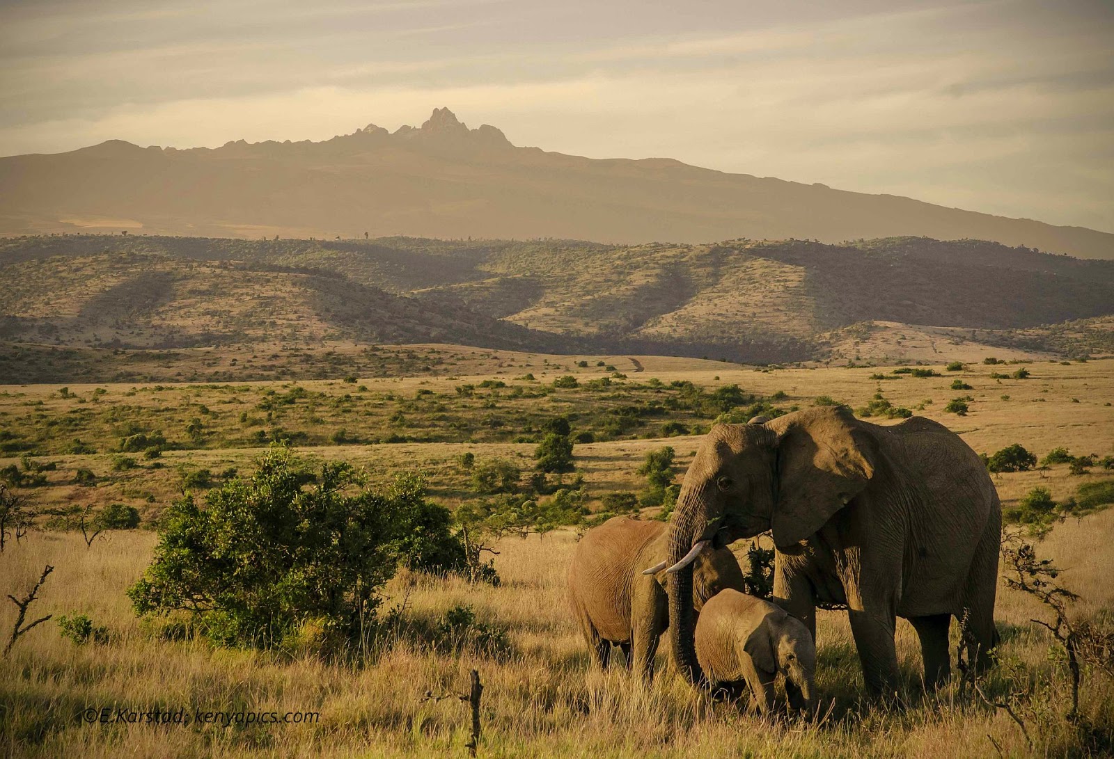 Masai Mara Elephants | Daydream Safaris | Kenya Masai Mara Safari | Masai Mara Kenya |