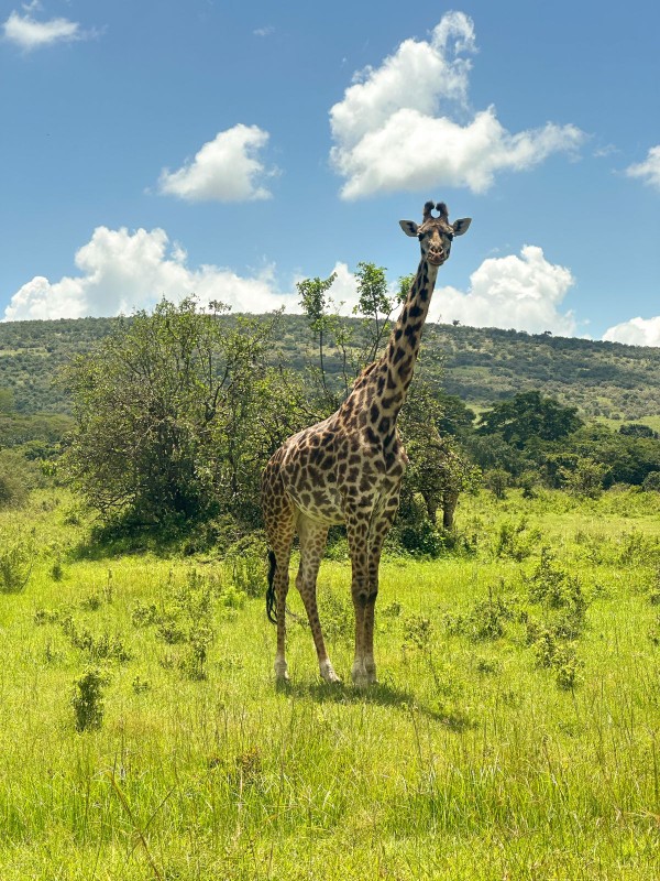 Kenya Safari | Masai Mara Safaris | Daydream Safaris | Kenya Holiday Safari