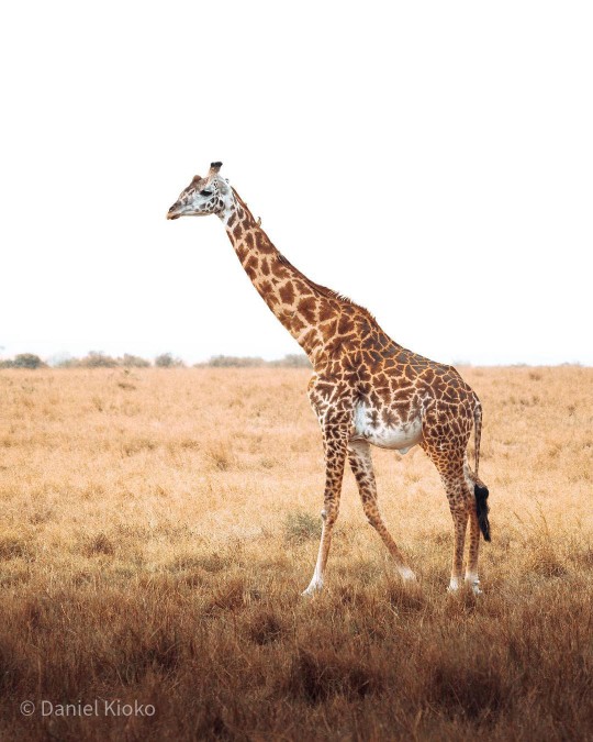 Daydream Safaris | Kenya Safari Tours