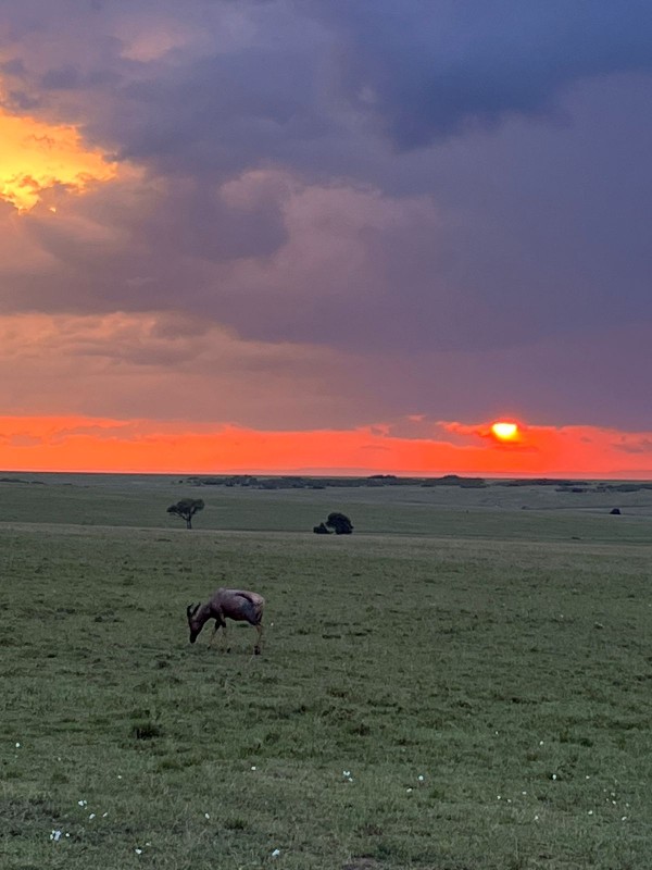 Masai Mara Safari | Daydream Safaris | Travel Masai Mara | Kenya Safaris