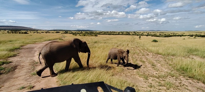 Kenya Safaris | Daydream Safaris