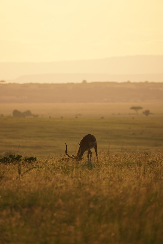 Kenya Scenic Safaris | Masai Mara Safaris | Daydream Safaris