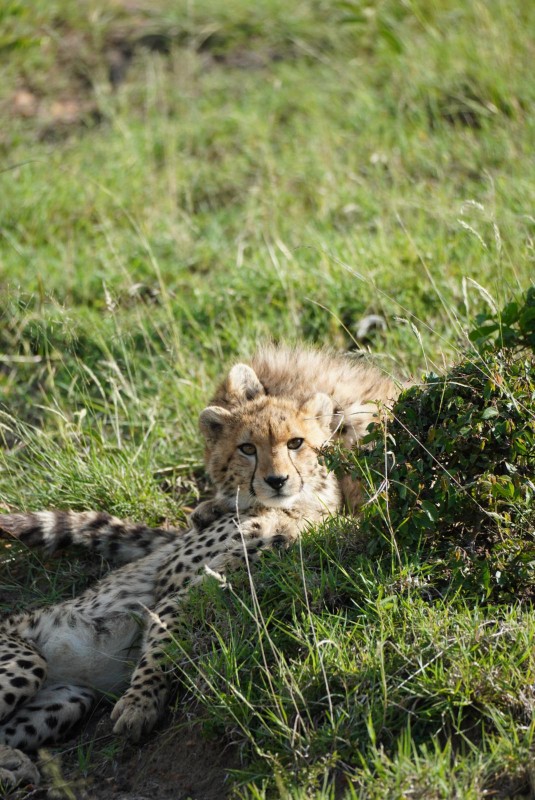 Masai Mara Safari | Daydream Safaris | Kenya Safaris |