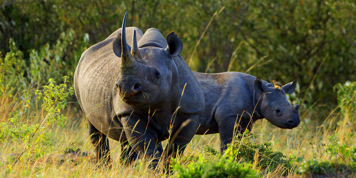 Rhinos Aberdare | Daydream Safaris | Kenya Safari