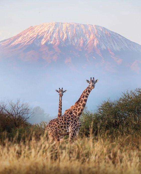 Amboseli Kilimanjaro view with Giraffe | Daydream Safaris | Kenya Safari Tours