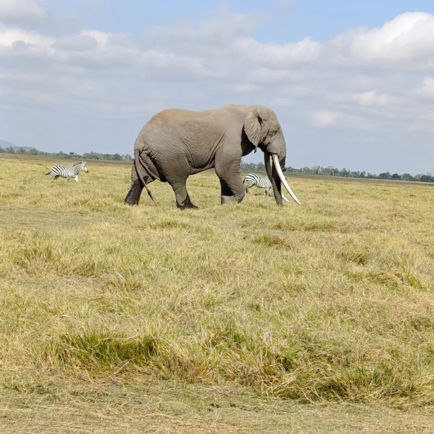 Amboseli Safari Tour | Daydream Safaris | Kenya Safari Tour