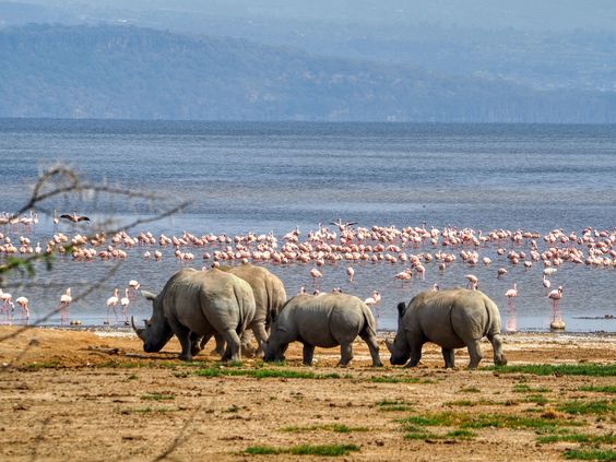 4 days Masai Mara, Lake Nakuru Safari Tours | Daydream Safaris