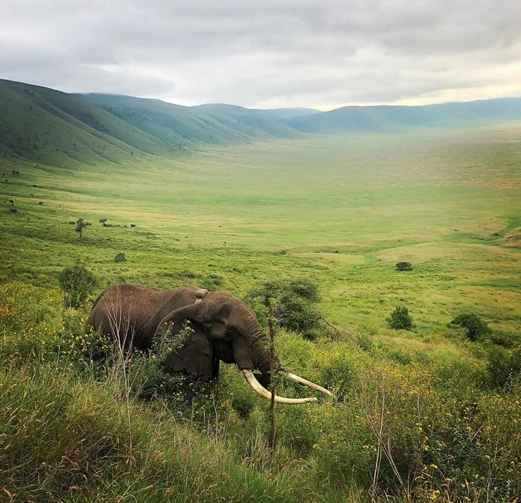 Ngorongoro Crater | Daydream Safaris | Tanzania Safaris Tours