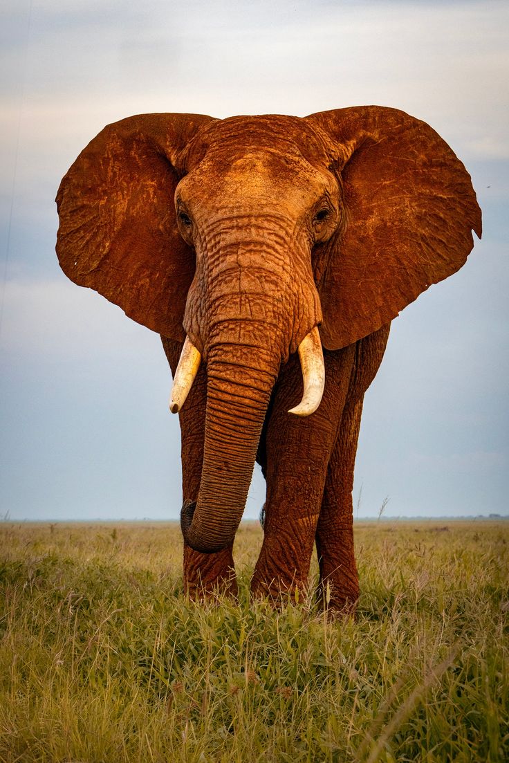 Elephant in Tsavo Tsavo Safari | Daydream Safaris | Kenya Safari