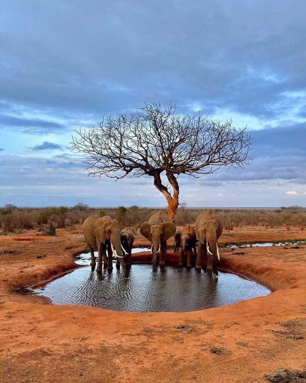 Tsavo4