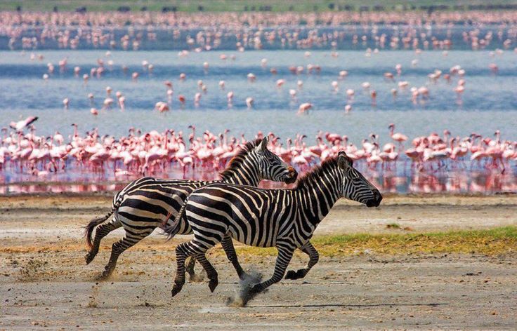 Lake Manyara | Daydream Safaris | Tanzania Safari Tours