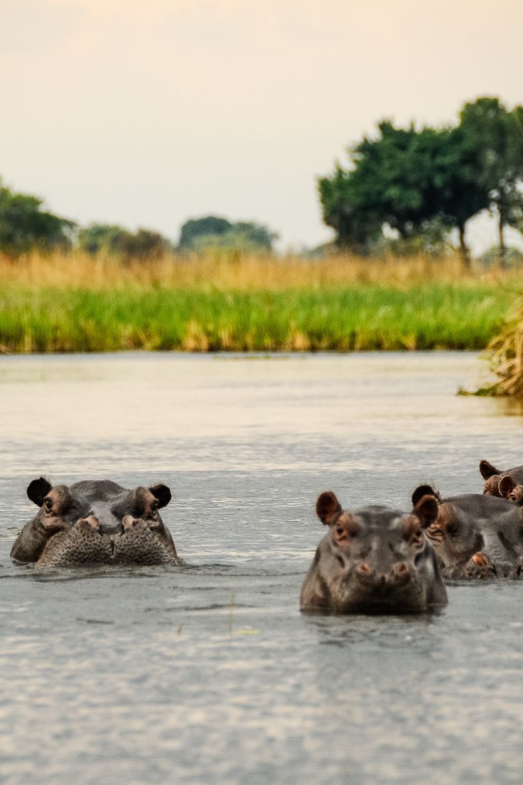 Hippos at Lake Mburo National Park Lake Mburo National | Daydream Safaris | Uganda Safaris Tours