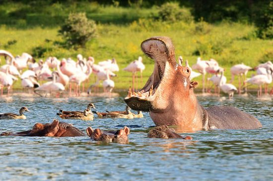 Lake Naivasha Safari | Daydream Safaris