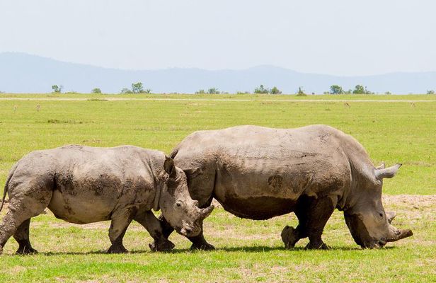 Kenya Safari | Daydream Safaris | Ol Pejeta Conservancy | Kenya Safari Tours