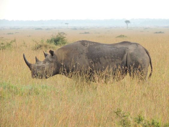 Kenya Safari | Daydream Safaris | Ol Pejeta Conservancy | Kenya Safari Tours