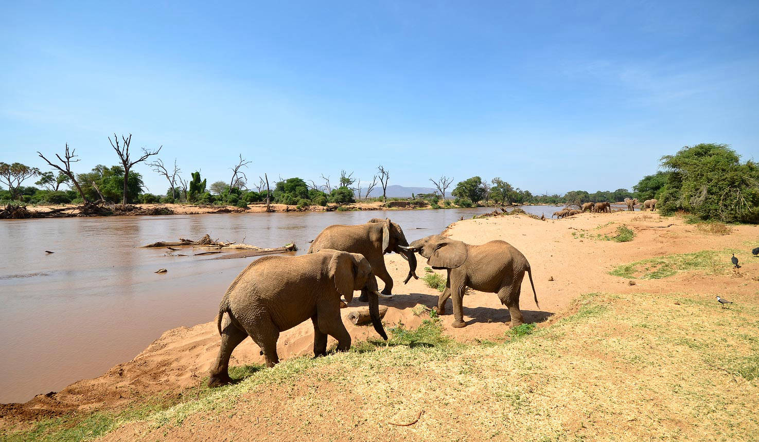 Samburu Safari | Daydream Safaris | Kenya Safari
