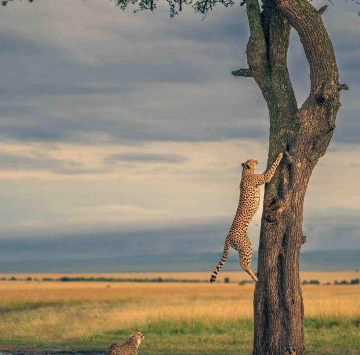 Samburu Safari | Daydream Safaris | Kenya Safaris