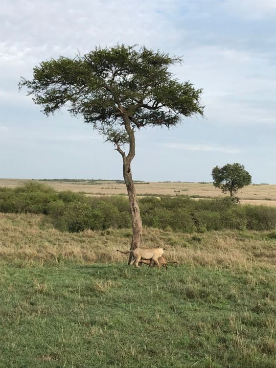 simba