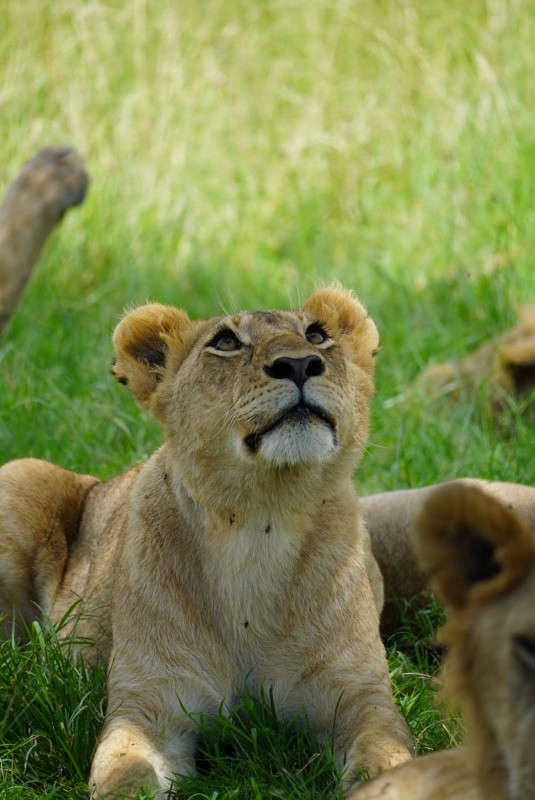 Masai Mara safari | 6-Day Masai Mara Lake Nakuru Amboseli Private Safari.