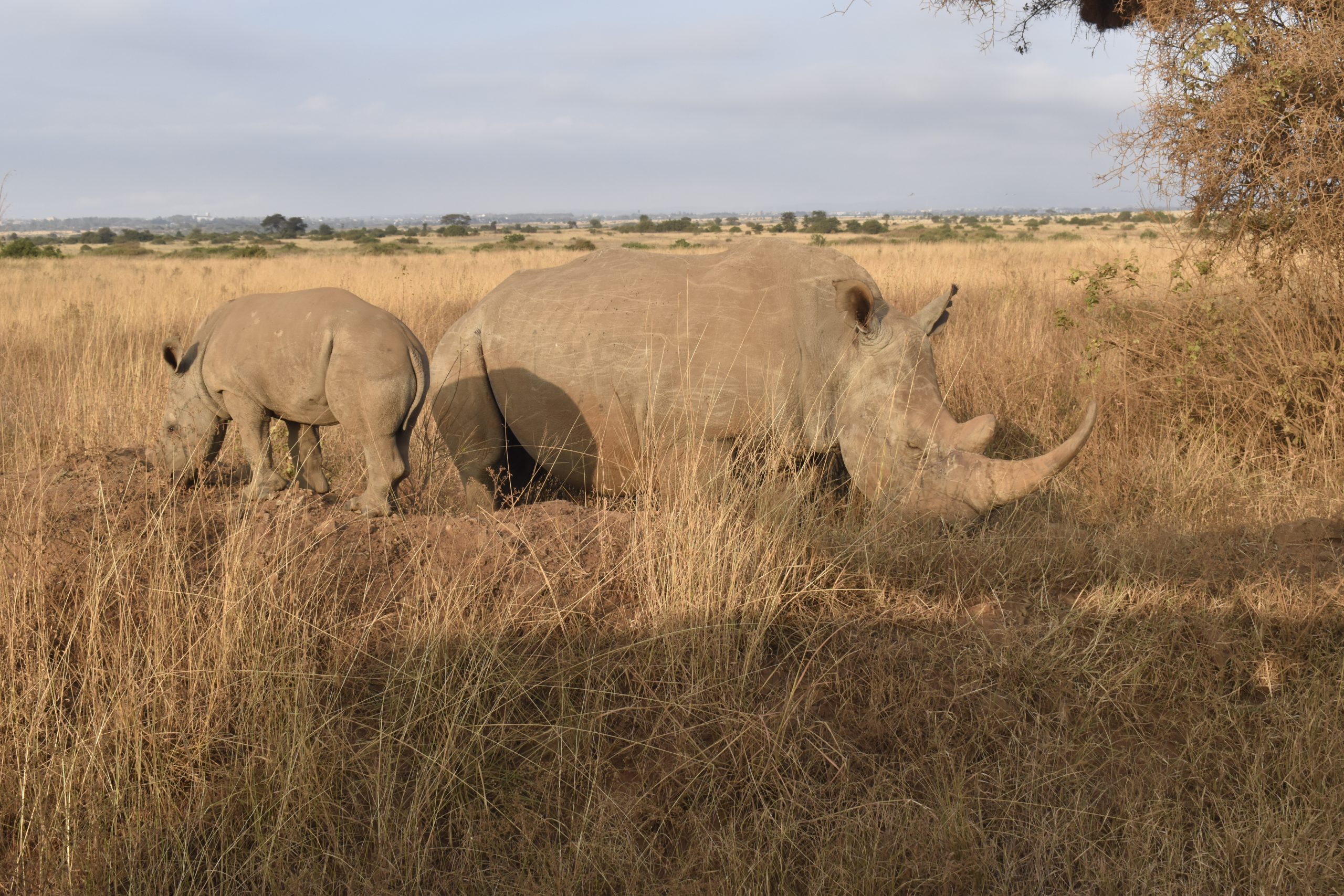 Nairobi Day Trip