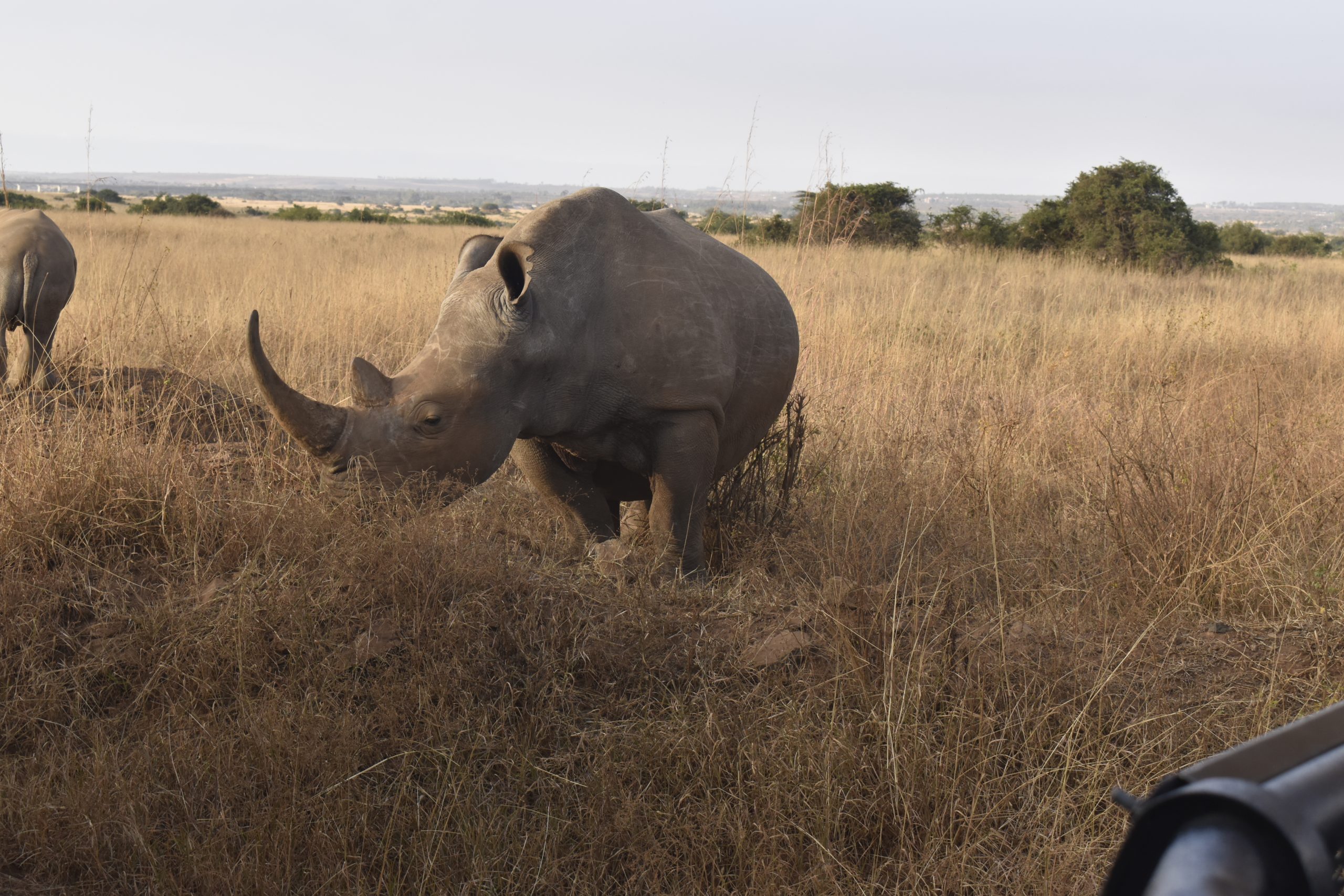Nairobi Day Trip