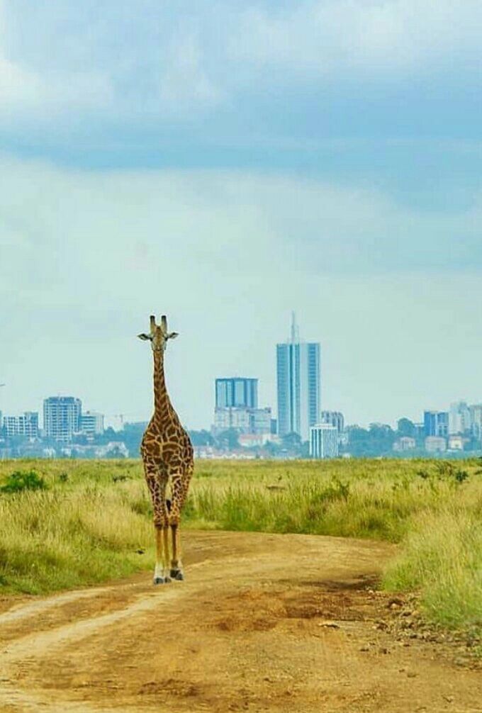 Nairobi Day Trip