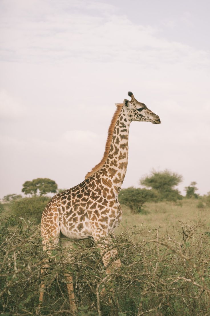 Nairobi Day Trip