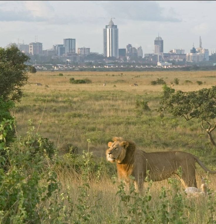 Nairobi Day Trip