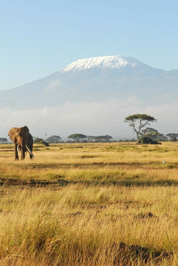 3 days Amboseli Safari | 8-day Kenya Diani Safari | Amboseli Day Trip