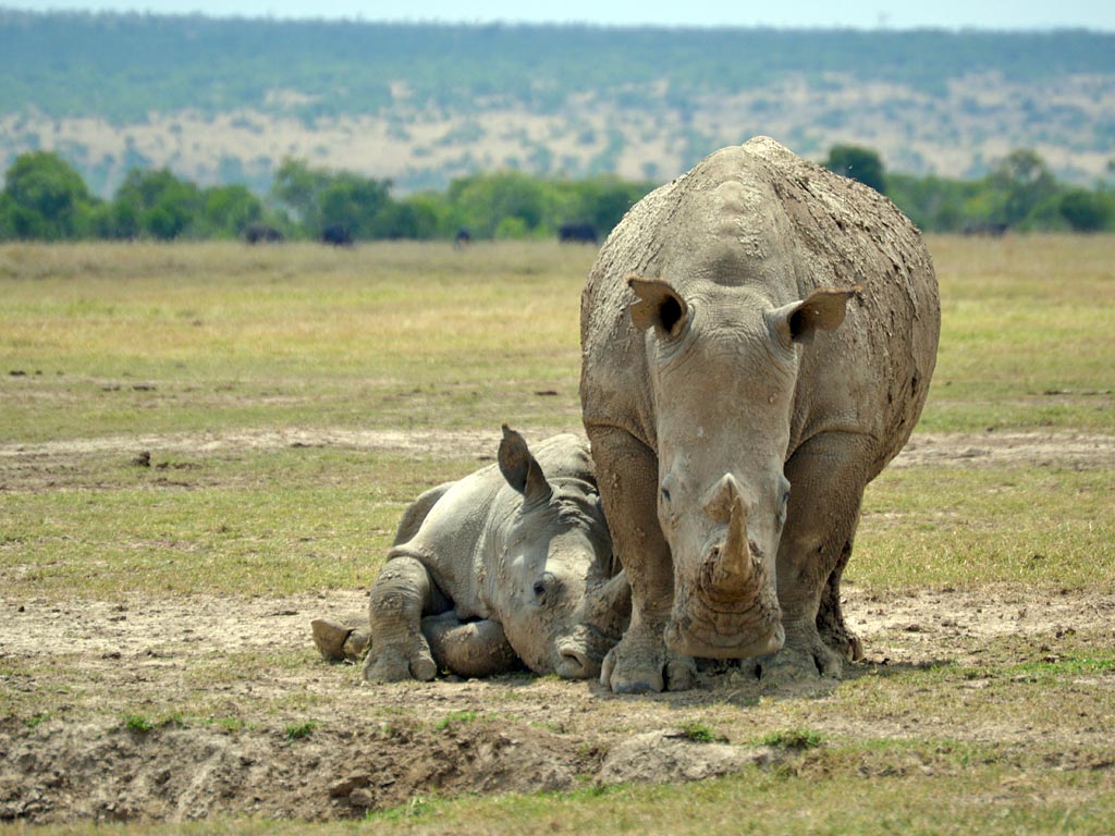 ol pejeta2 ol pejeta2