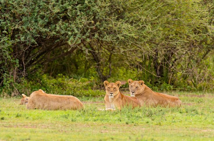 Serengeti3